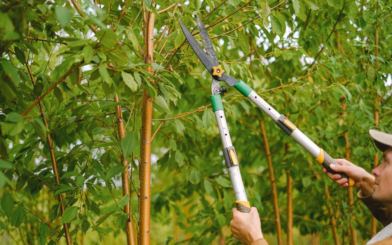 Tree trimming in Browning, MT